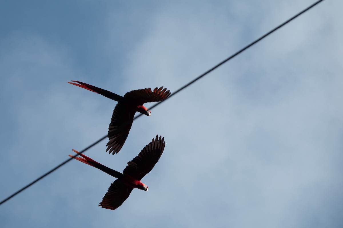 Scarlet Macaw - ML646129290