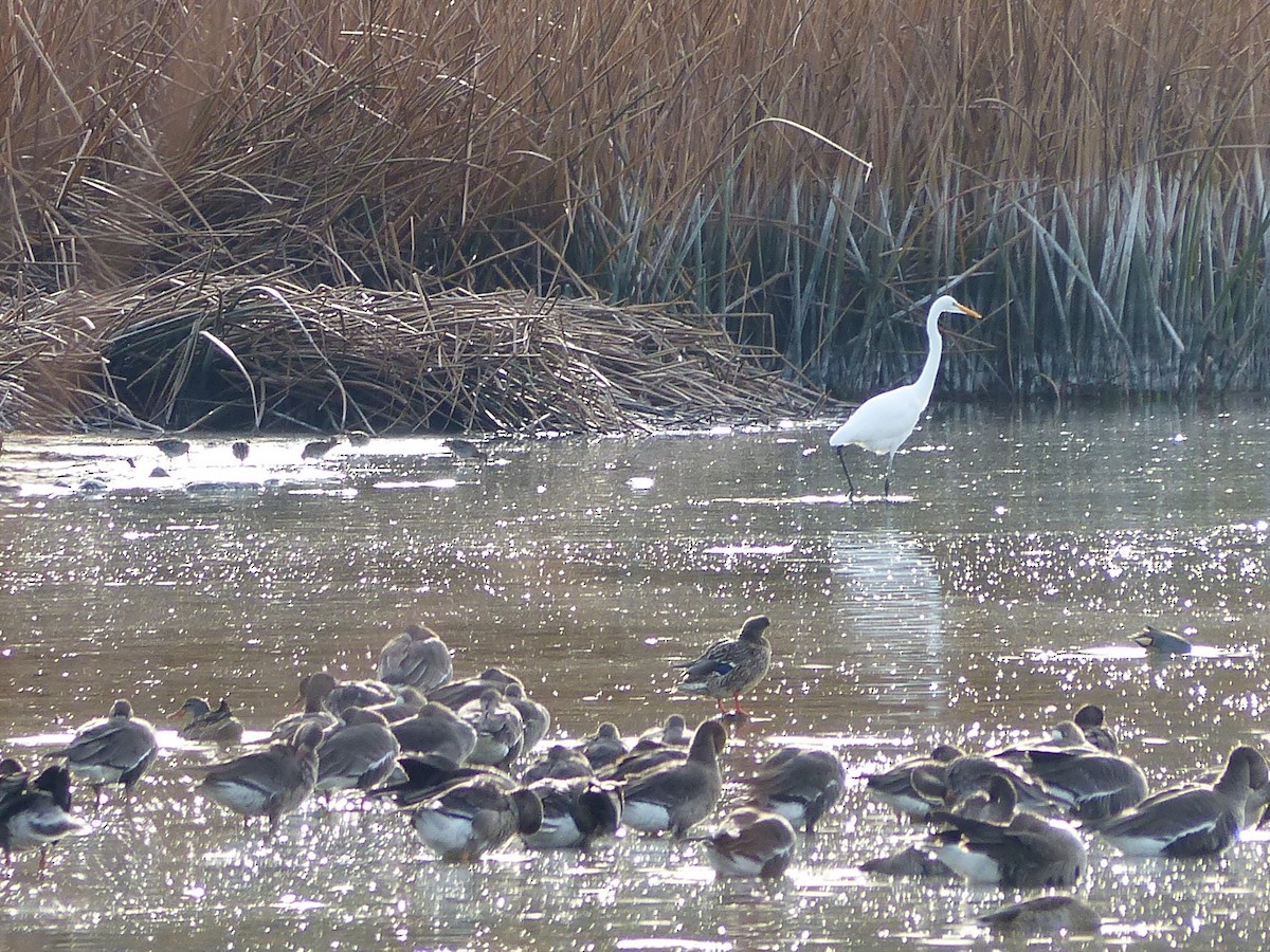 Цасч дэглий - ML646129291