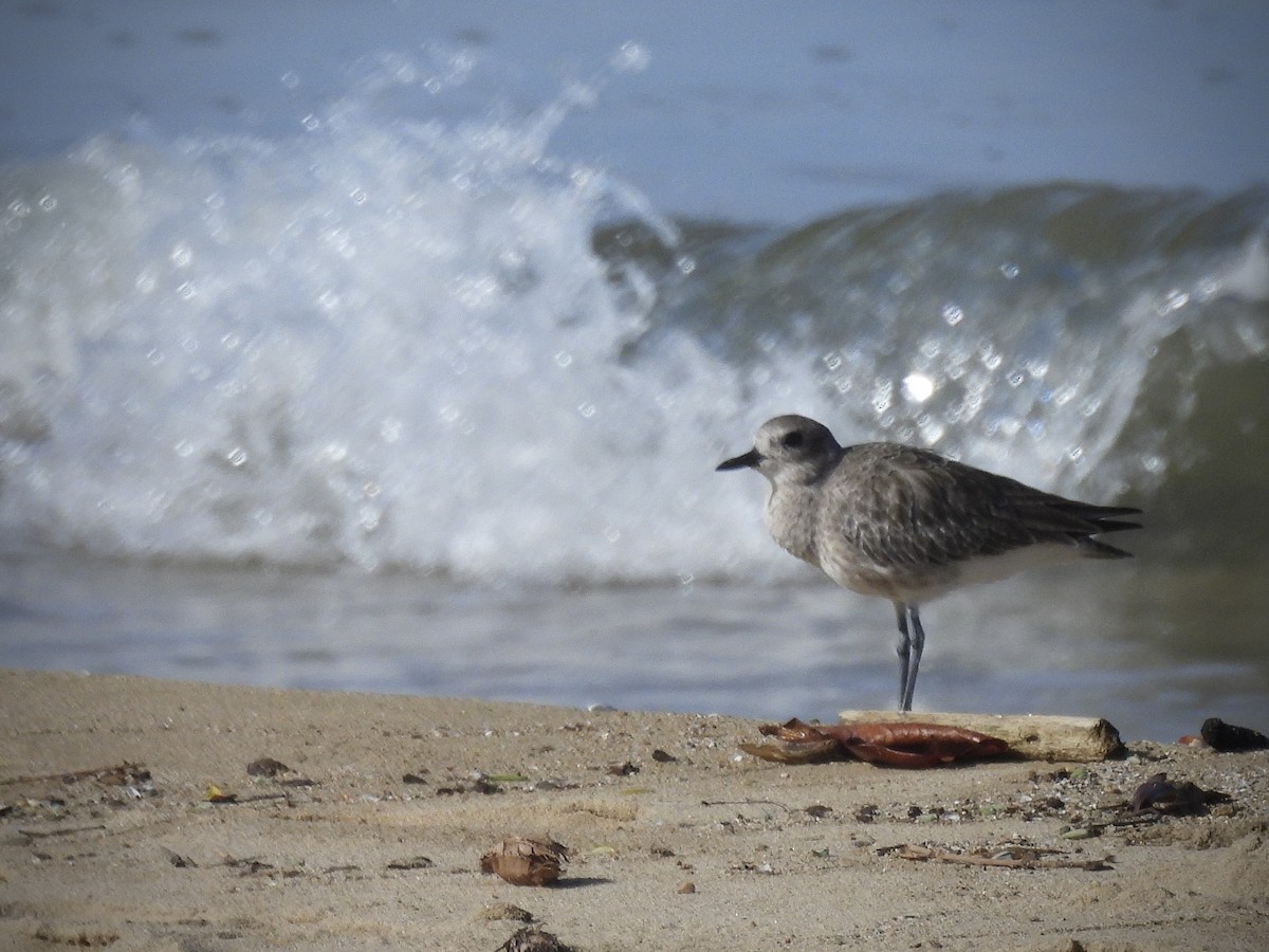 Chorlito Gris - ML646129293