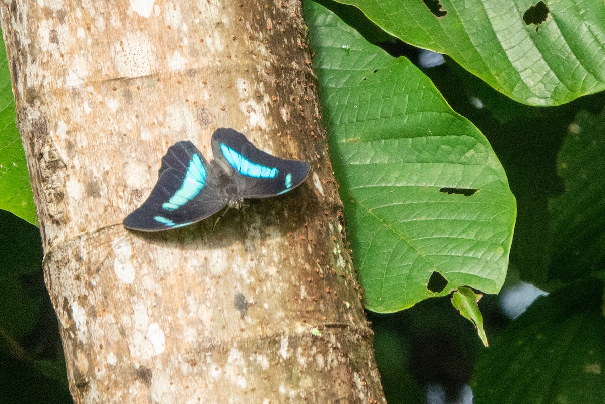 Animals - ML646129294