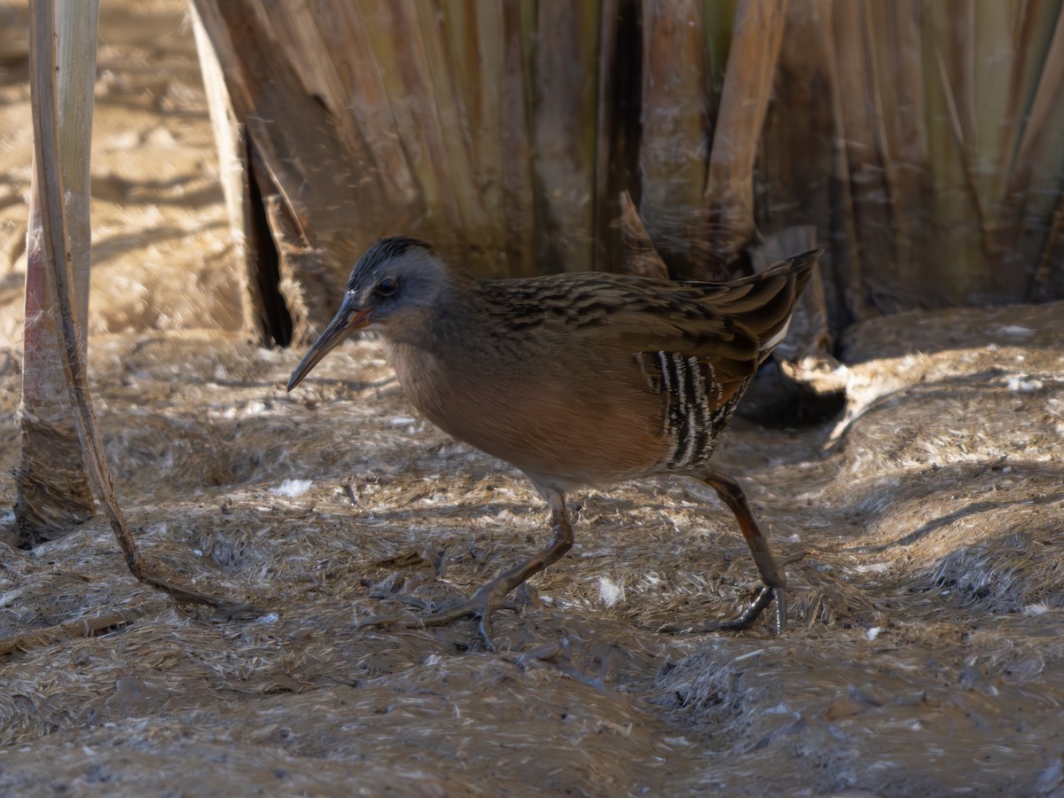 Пастушок віргінський - ML646129295