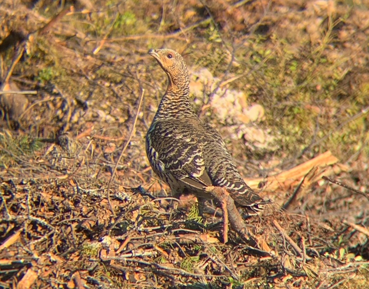 Western Capercaillie - ML646129299