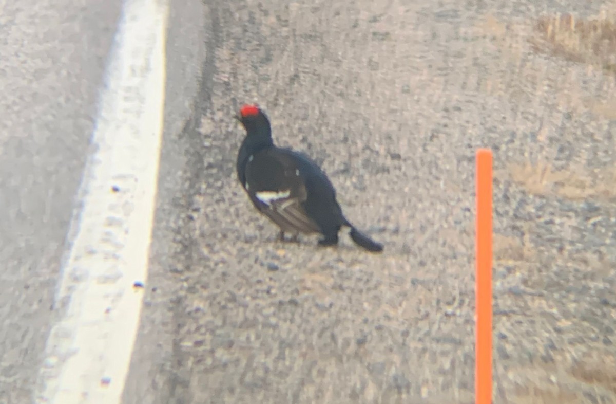 Black Grouse - ML646129303