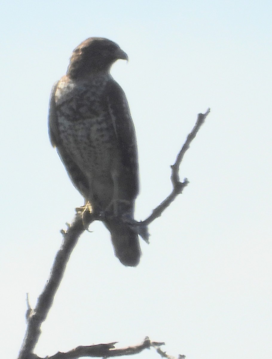 Red-shouldered Hawk - ML646129306