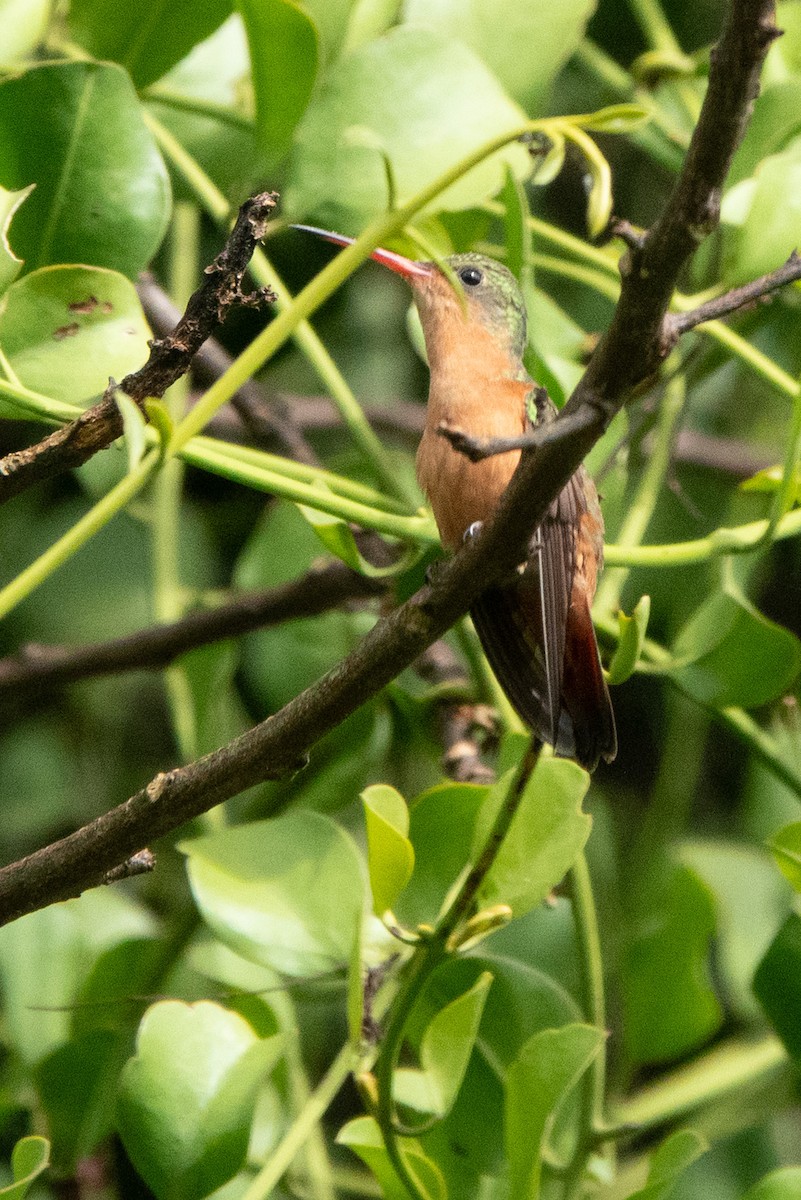 Cinnamon Hummingbird - ML646129315