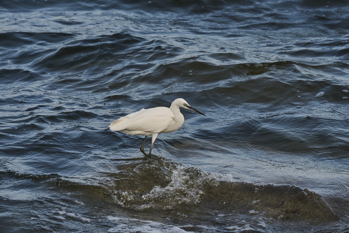 silkehegre - ML646129316