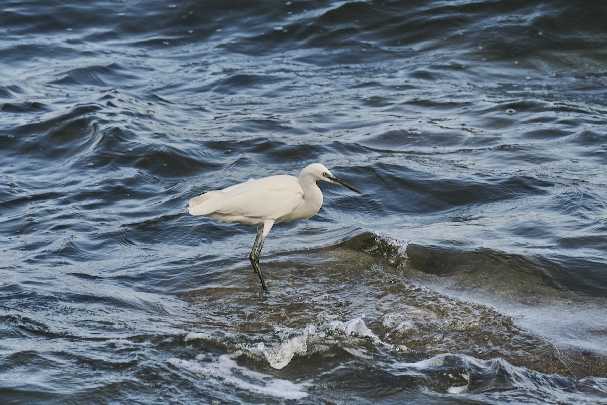 silkehegre - ML646129317