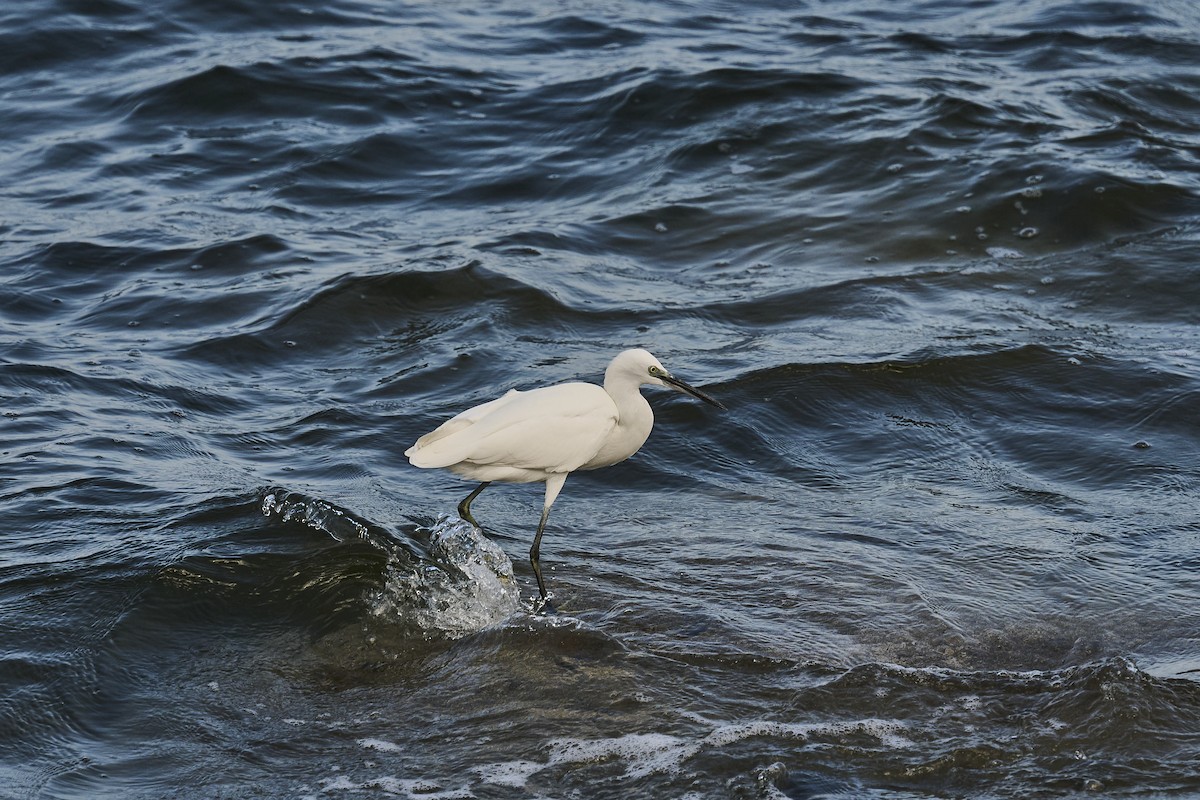 Little Egret - ML646129318