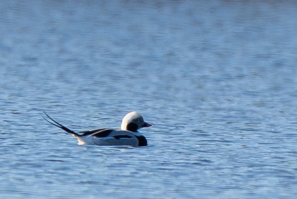 Long-tailed Duck - ML646129325