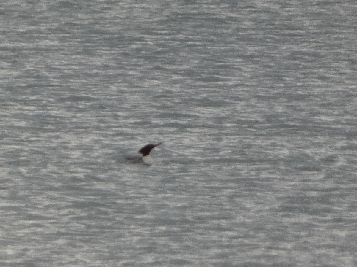 カワアイサ - ML646129326