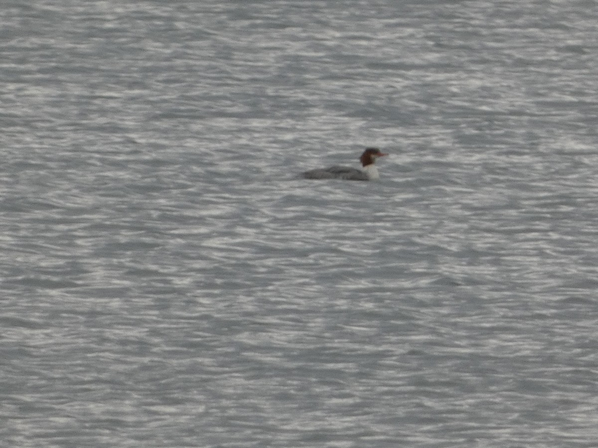 カワアイサ - ML646129327