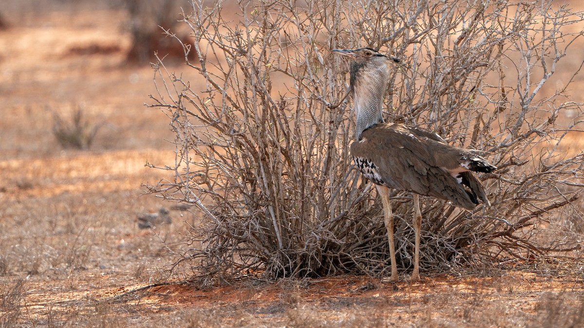 koritrappe - ML646129328