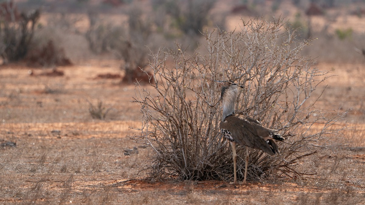 koritrappe - ML646129329