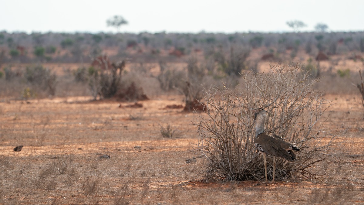 koritrappe - ML646129330