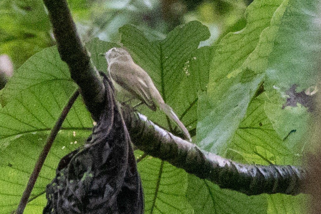 Greenish Elaenia - ML646129344