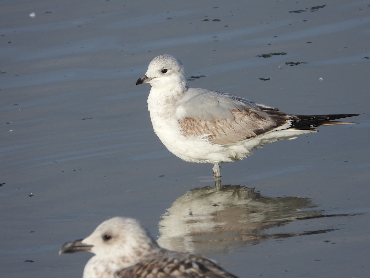 Common Gull - ML646129345