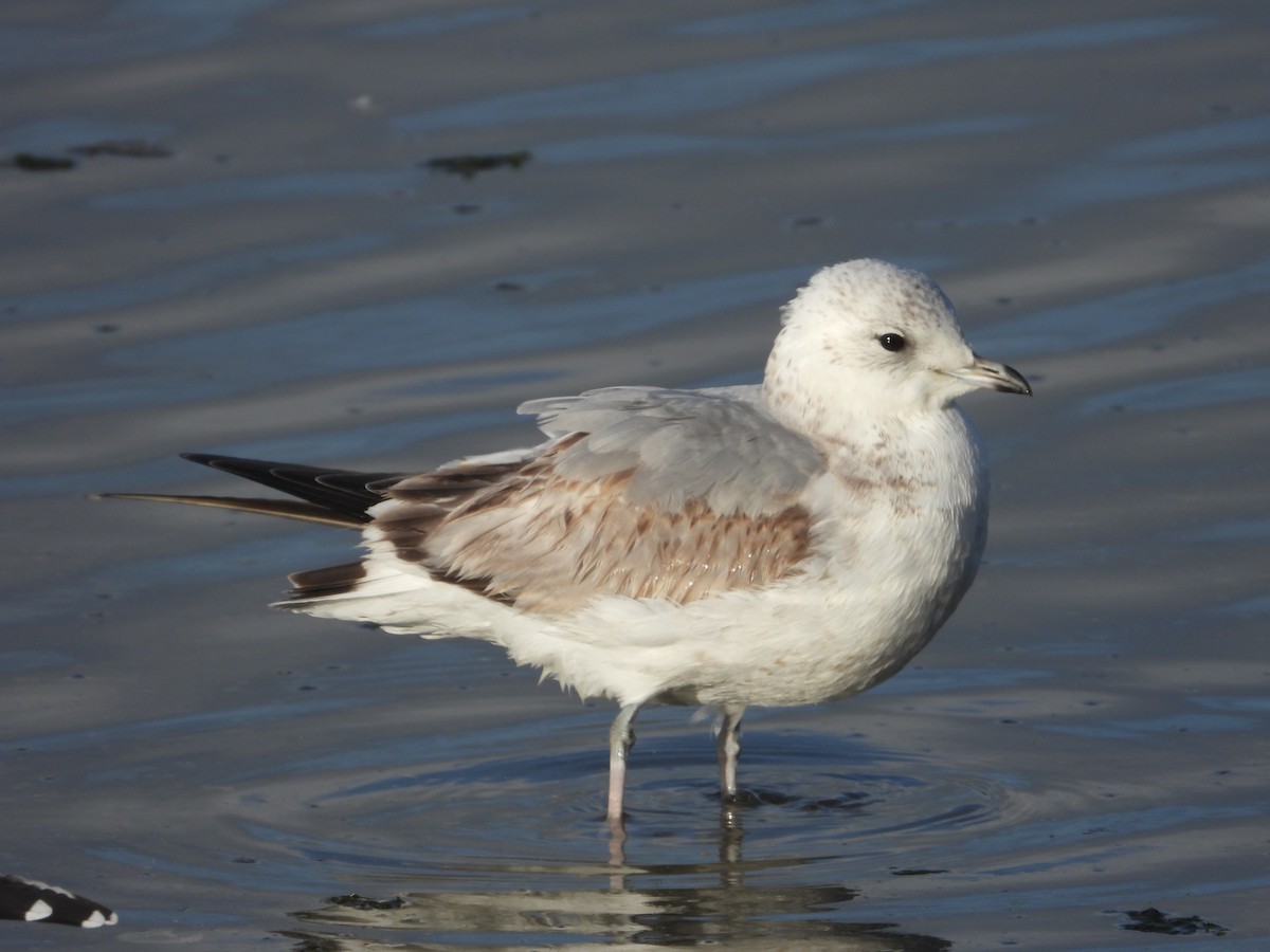 Common Gull - ML646129346