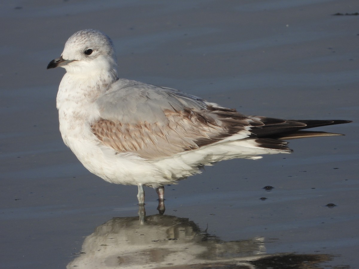 Common Gull - ML646129347