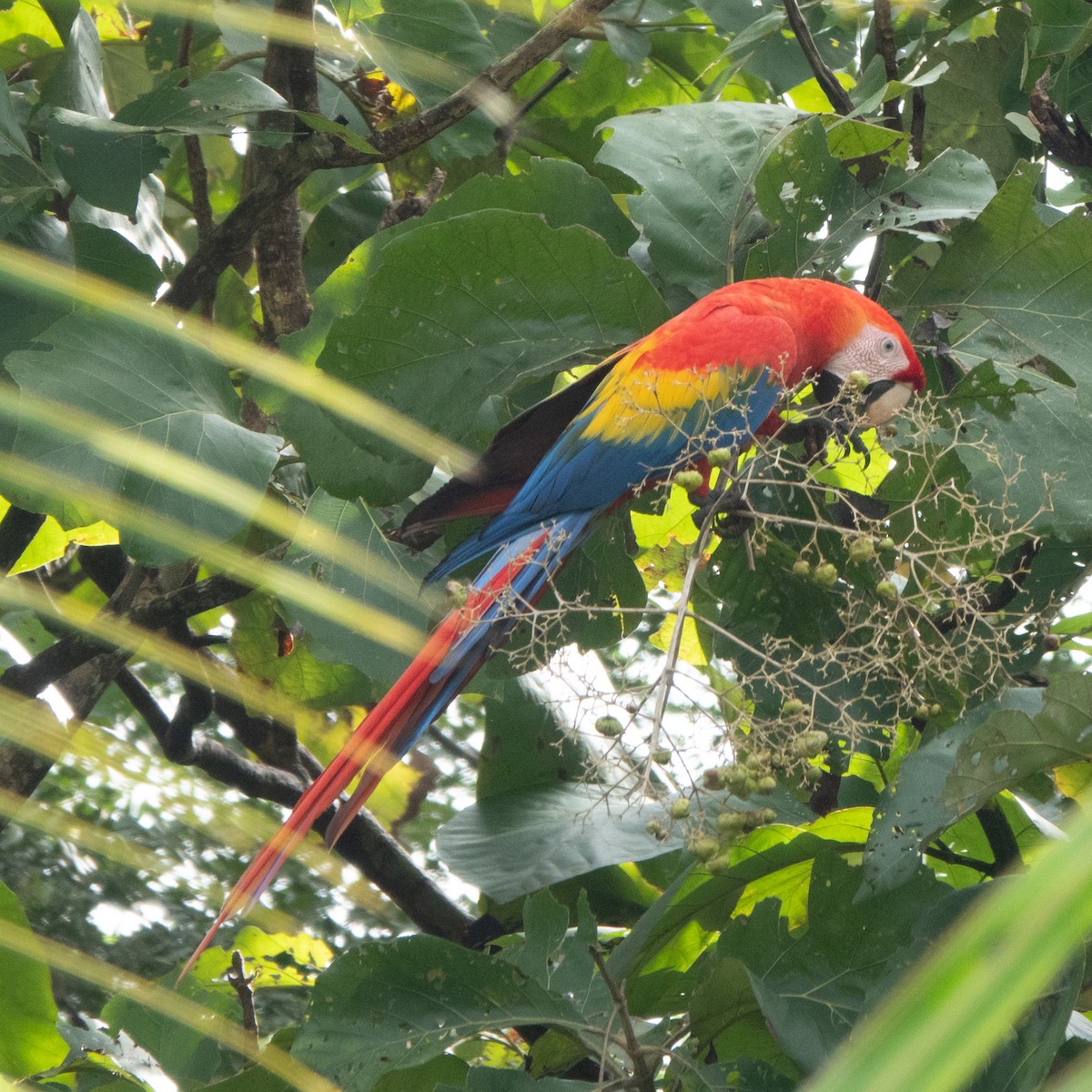 Scarlet Macaw - ML646129351
