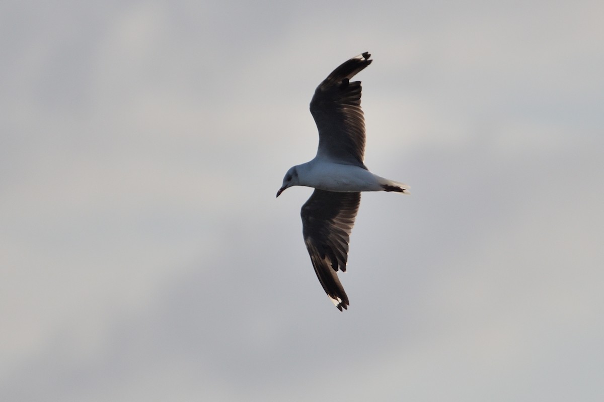 Gray-hooded Gull - ML646129365