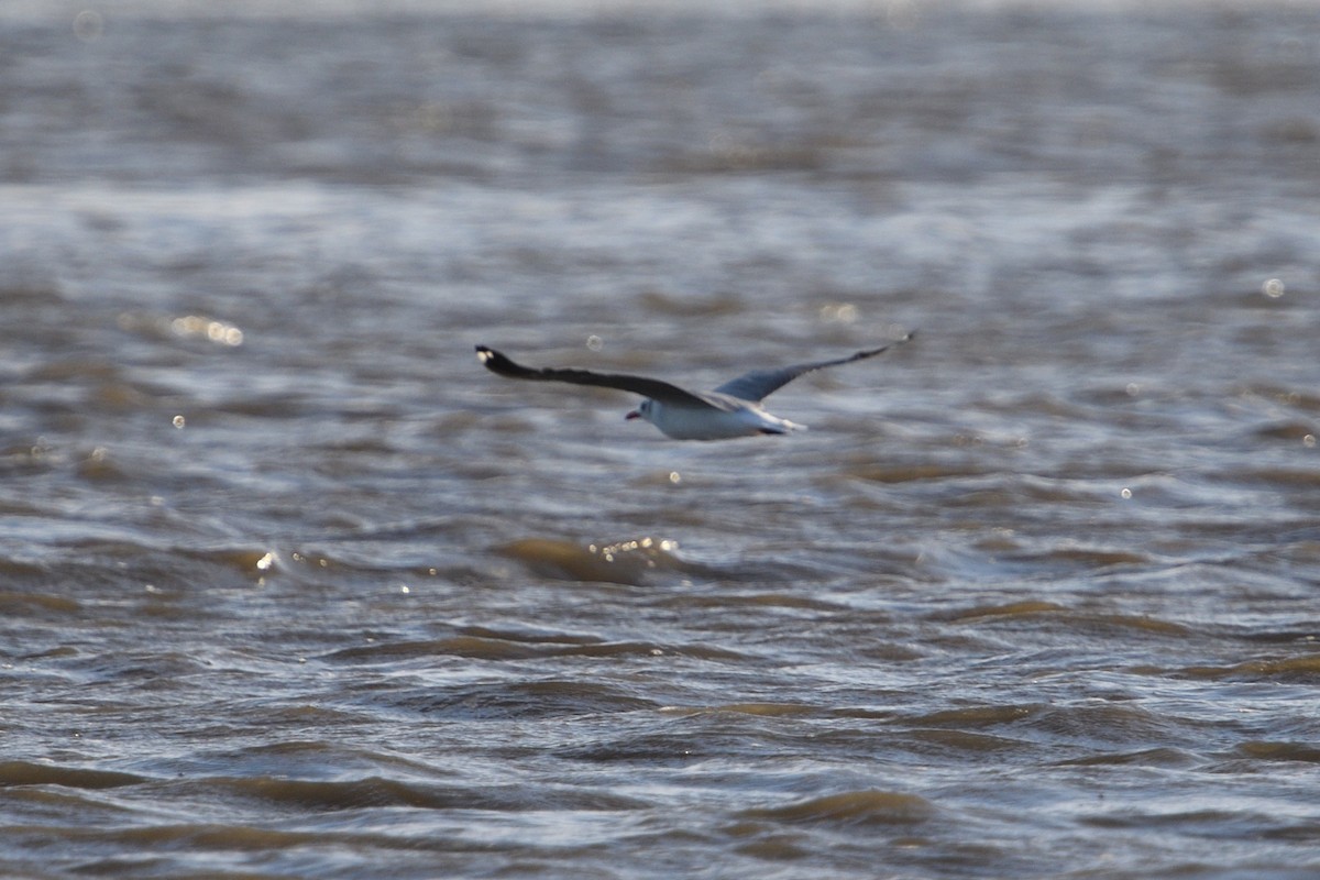 Gray-hooded Gull - ML646129366