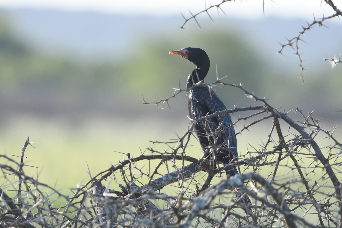 Riedscharbe - ML646129372