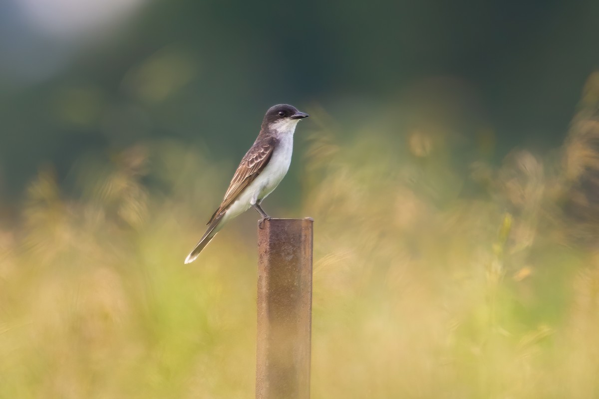 Tirano Oriental - ML646129374