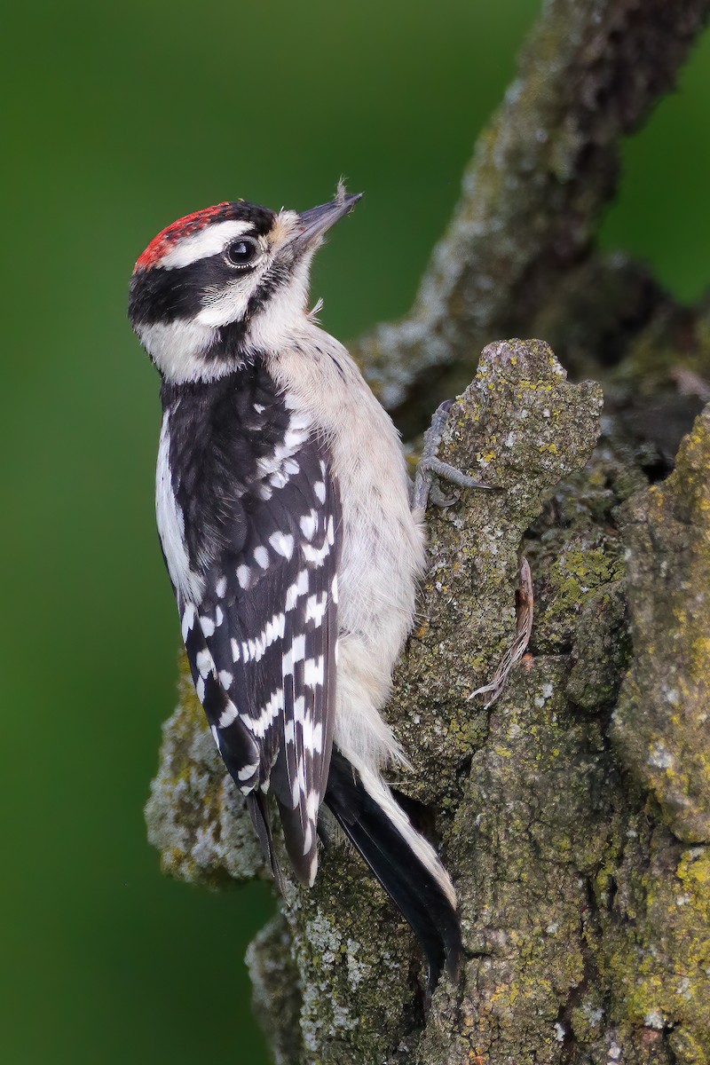 dunspett - ML646129384