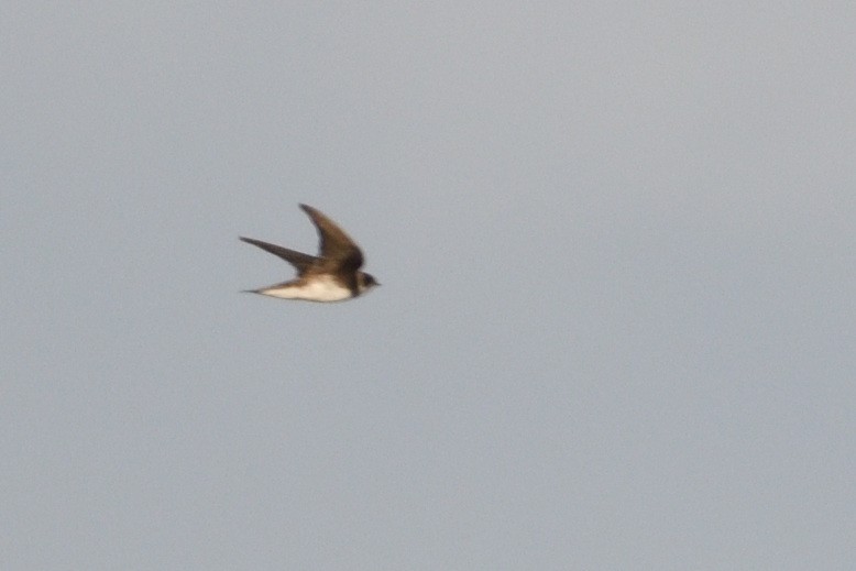 Bank Swallow - ML646129386