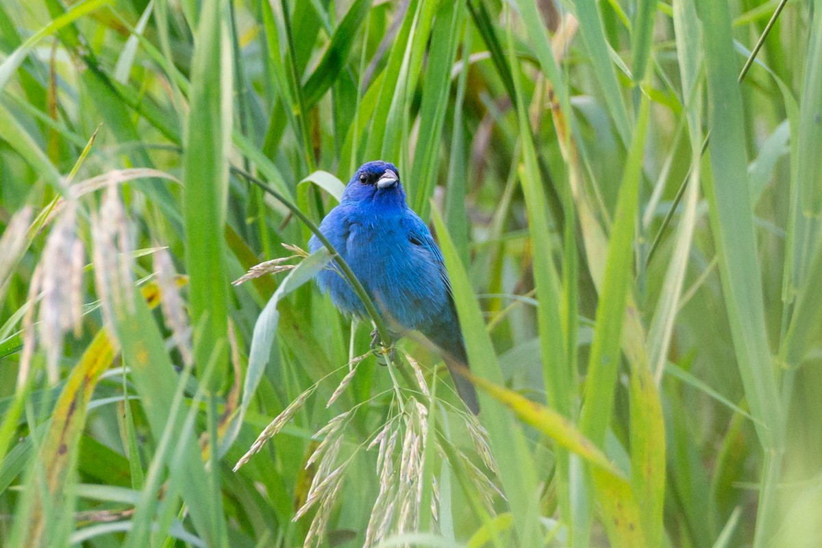 indigospurv - ML646129387