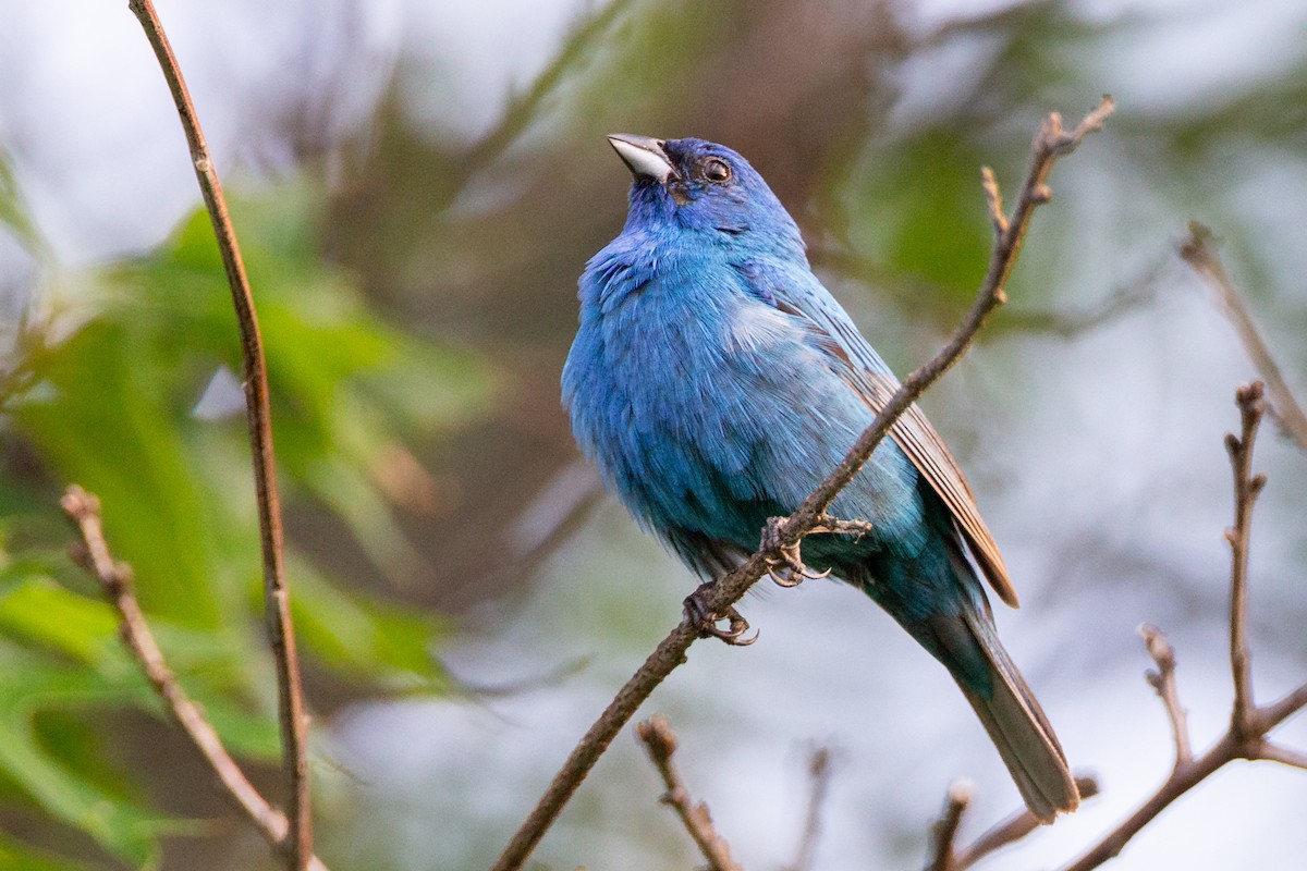 indigospurv - ML646129388