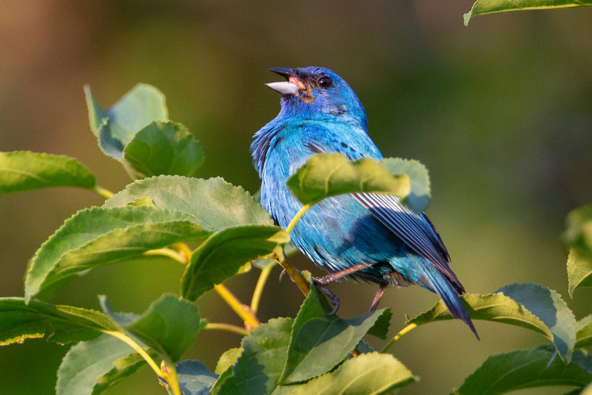 indigospurv - ML646129389