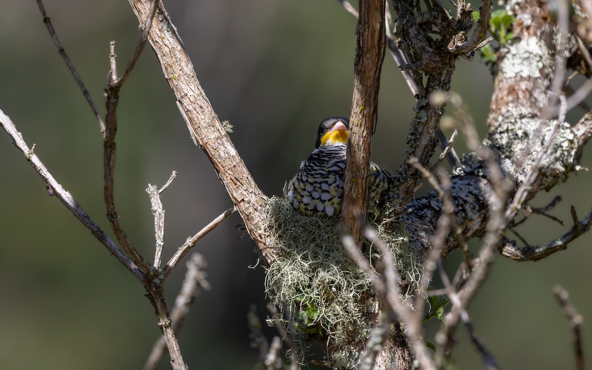 svalestjertkotinga - ML646129390