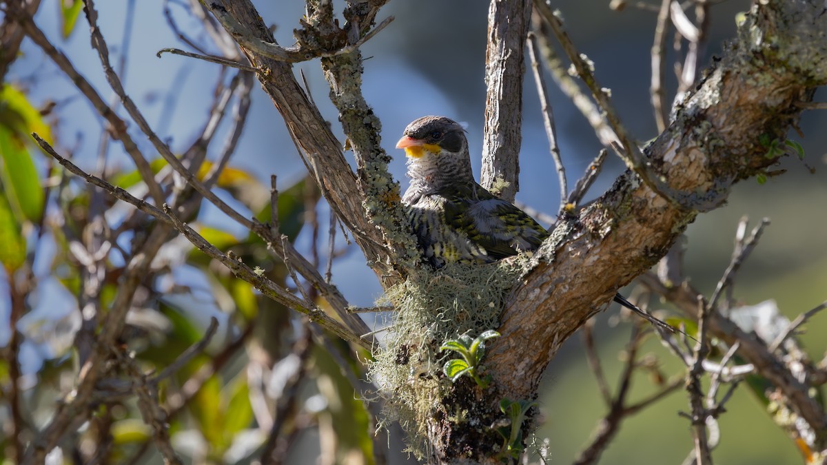 svalestjertkotinga - ML646129391