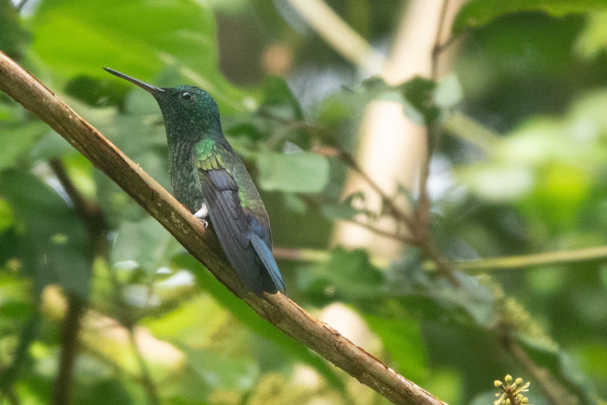 blågumpkolibri - ML646129393