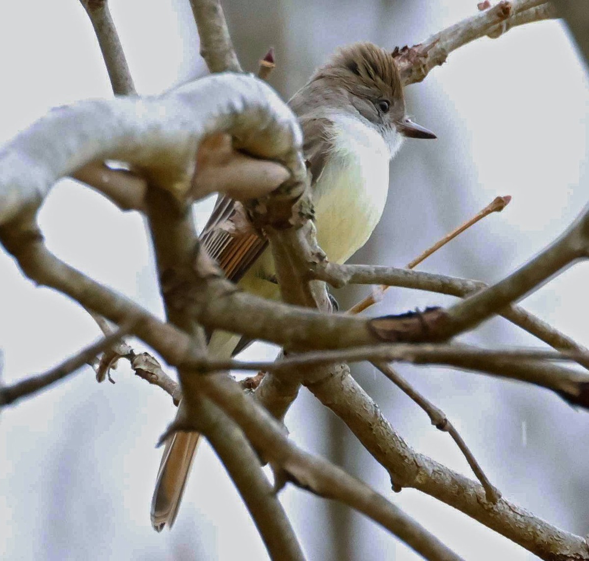 Ash-throated Flycatcher - ML646129394