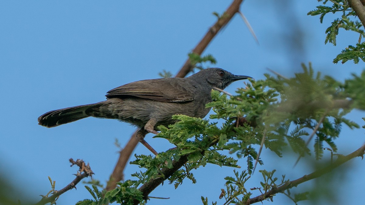 gråsmettsanger - ML646129395