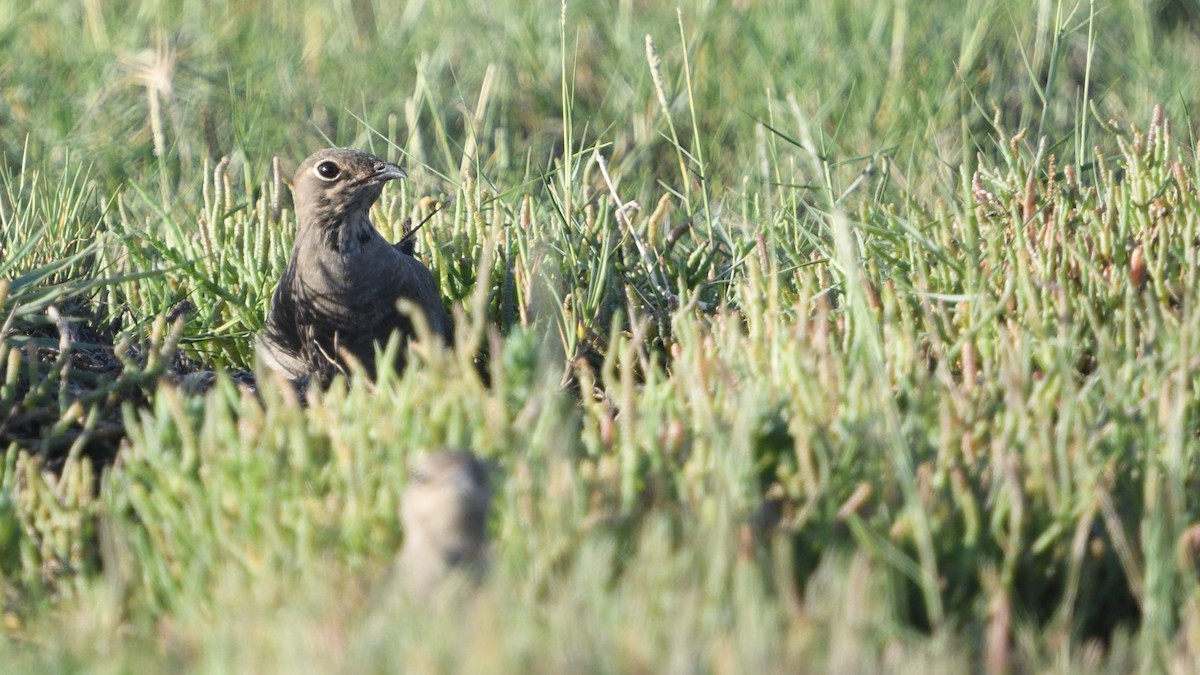 brakksvale - ML646129396