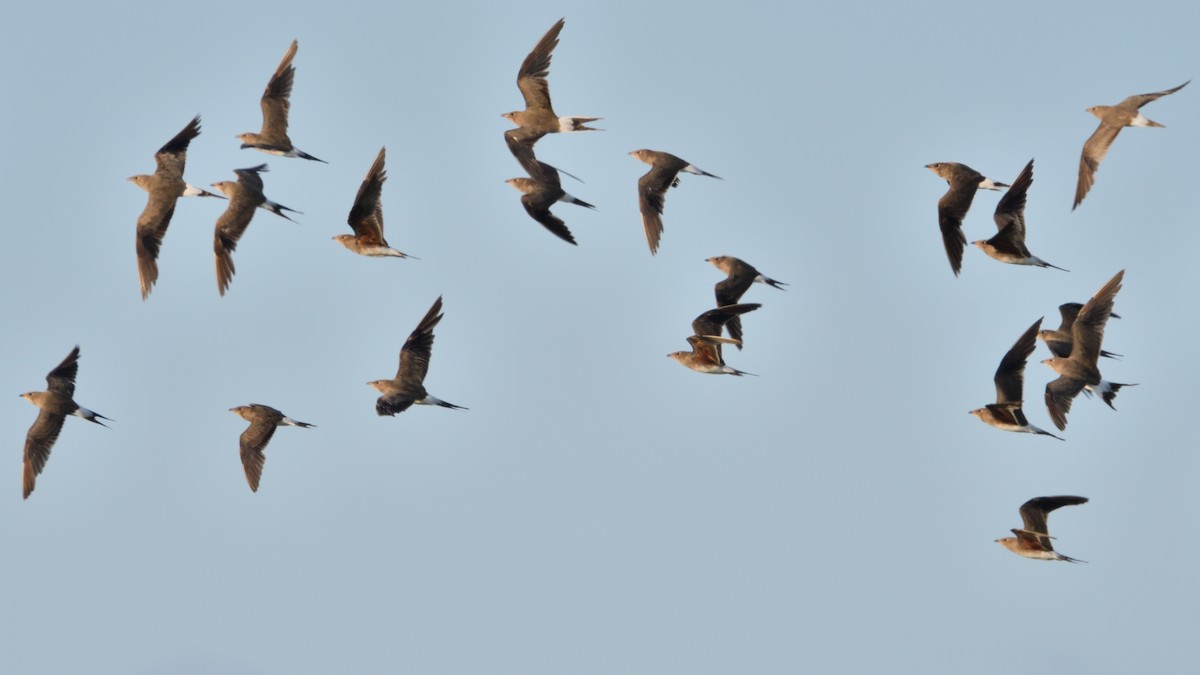 brakksvale - ML646129397