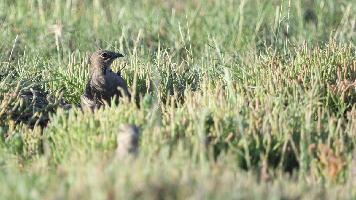 brakksvale - ML646129398