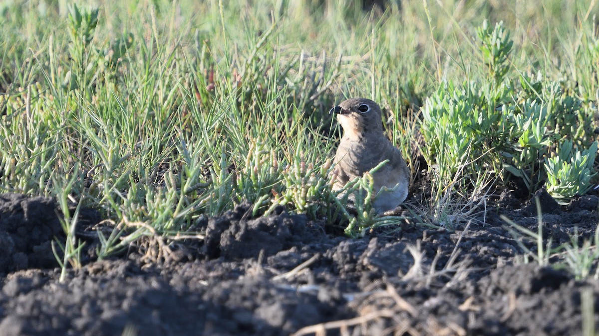 brakksvale - ML646129399