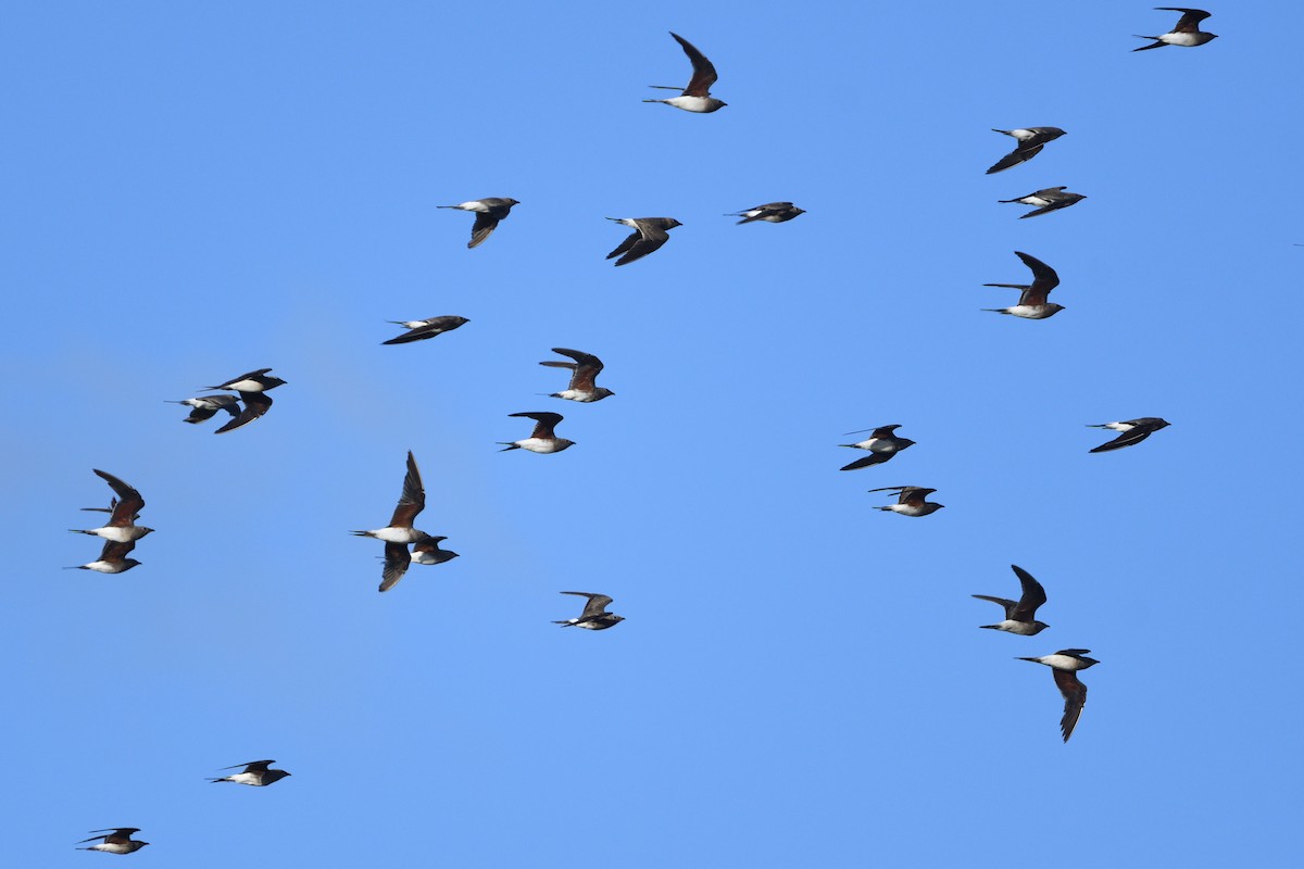 brakksvale - ML646129400