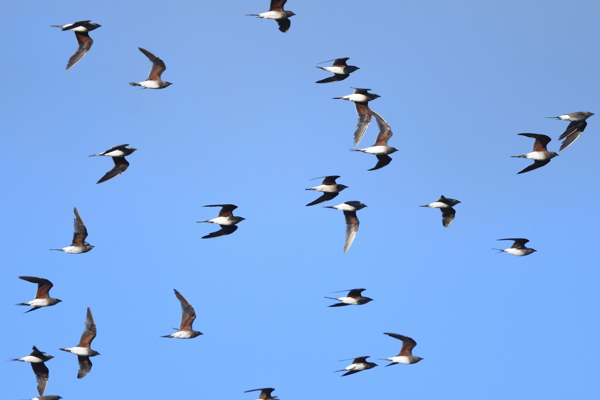 brakksvale - ML646129401