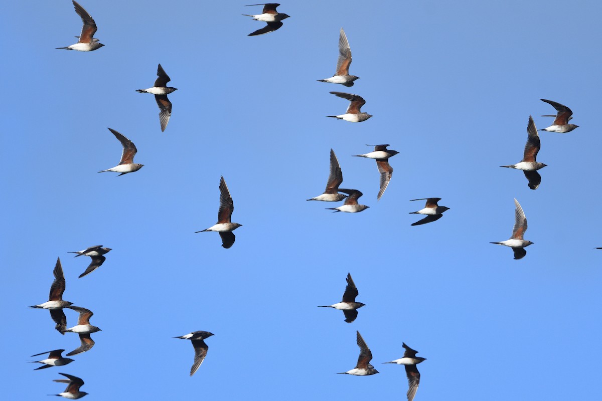 brakksvale - ML646129402