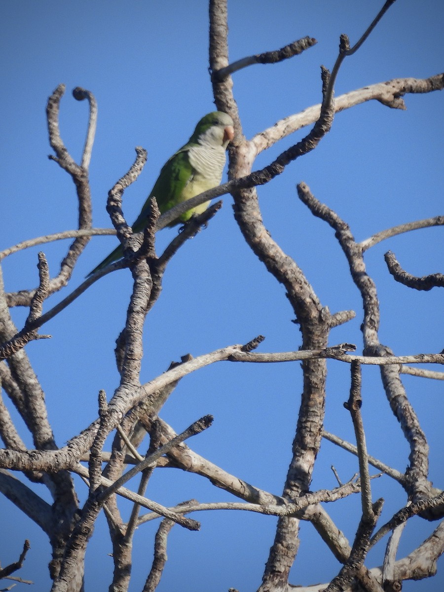 munkeparakitt - ML646129403