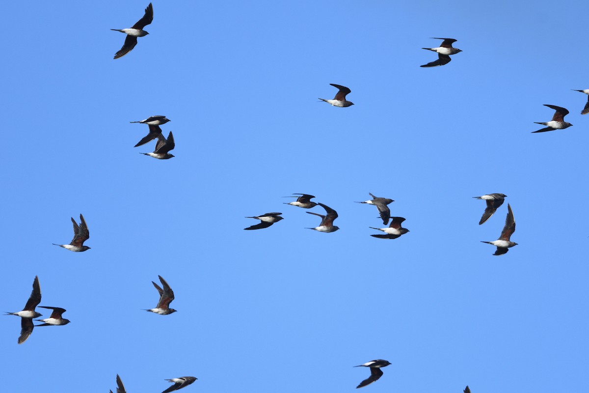 brakksvale - ML646129404