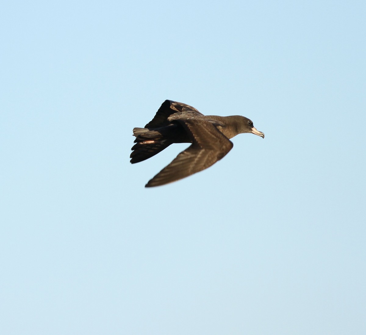 lysbeinlire - ML646129405