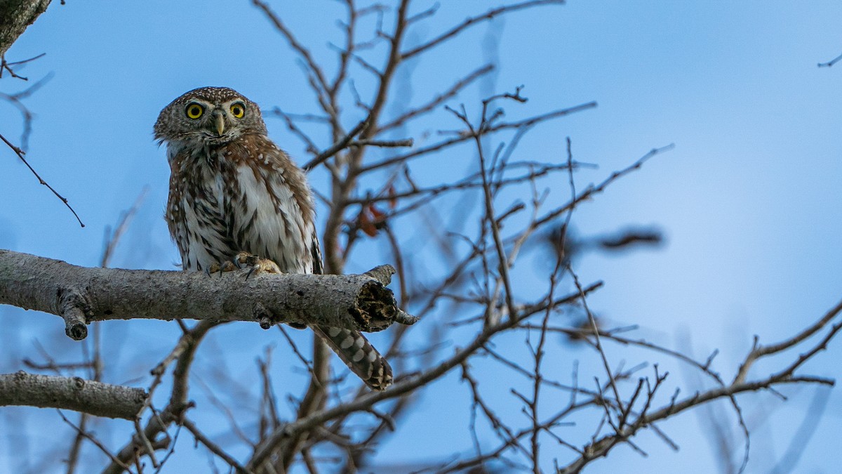 kulíšek perlový - ML646129408