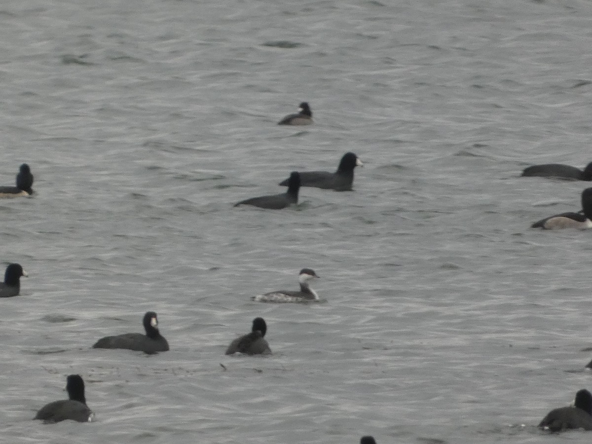 ミミカイツブリ - ML646129420