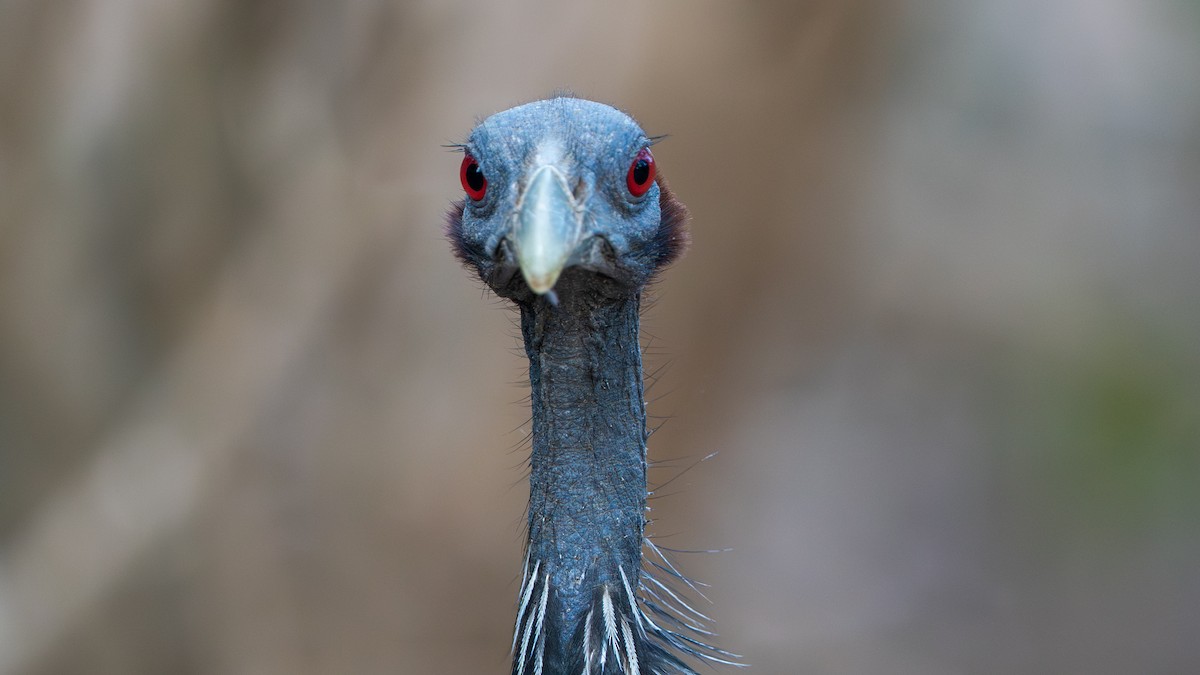 Vulturine Guineafowl - ML646129428